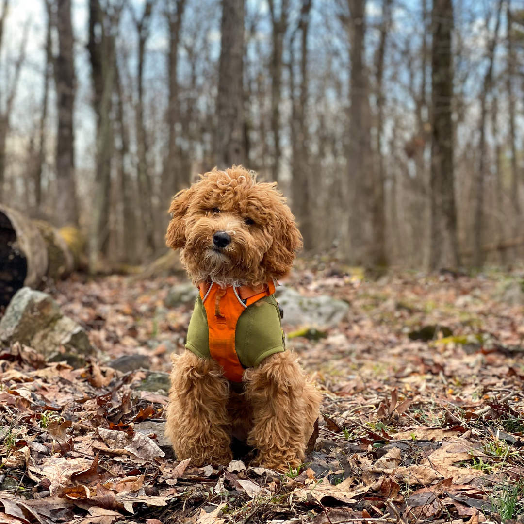 Pets Outdoor Gear