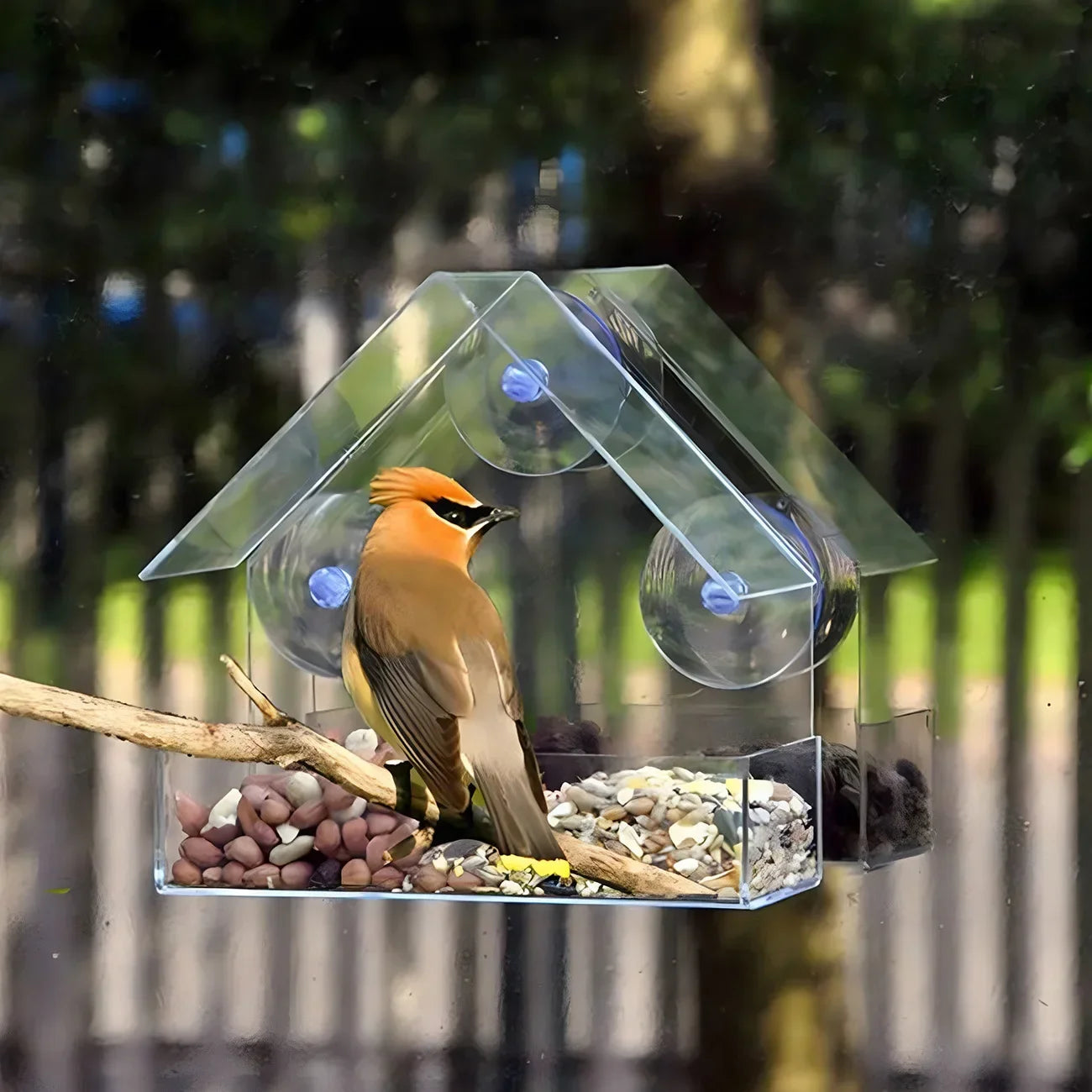 House Transparent Window Wild Bird Feeder Outdoor Removable Suction Cups